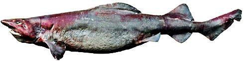 Pseudotriakis-microdon-_04.jpg