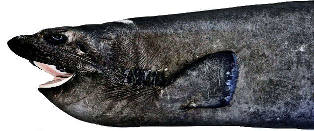 Pseudotriakis-microdon-_08.jpg