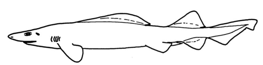 Pseudotriakis-microdon_00001.jpg