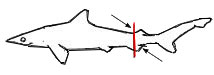 Rhizoprionodon-acutus_01.jpg
