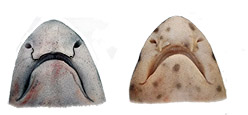 Scyliorhinus-stellaris_0229