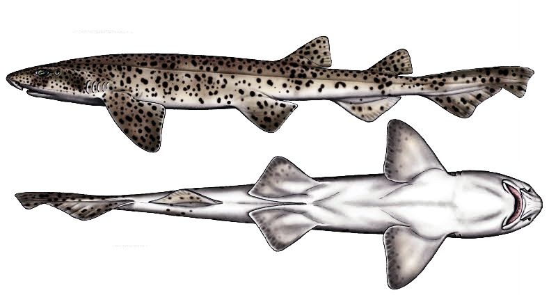 Scyliorhinus-stellaris_09.jpg