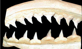 Cacharhinus-brachyurus_03.jpg