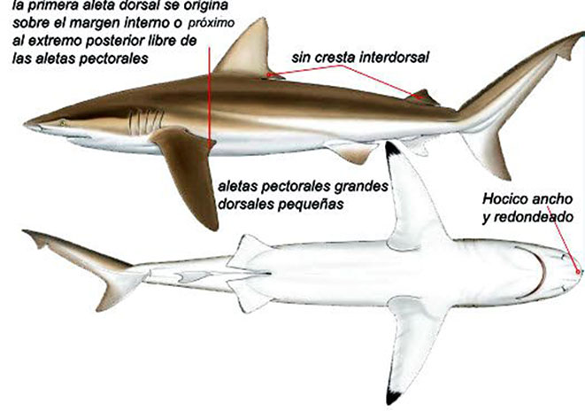 Cacharhinus-brachyurus_08.jpg