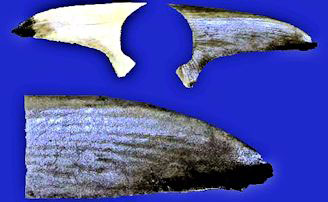 Carcharhinus-brevipinna_009.jpg
