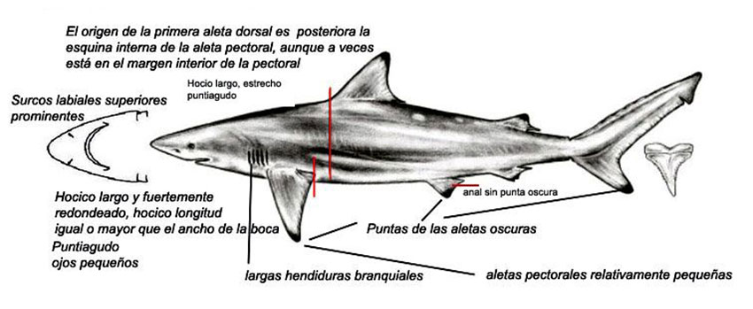 Carcharhinus-brevipinna_01.jpg