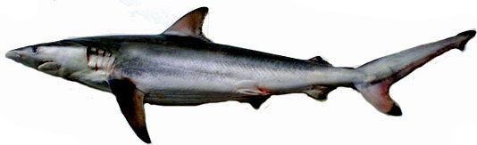 Carcharhinus-brevipinna_04.jpg