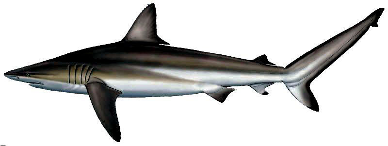 Carcharhinus-brevipinna_06.jpg