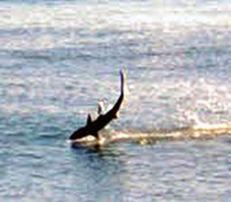 Carcharhinus-brevipinna_08.jpg