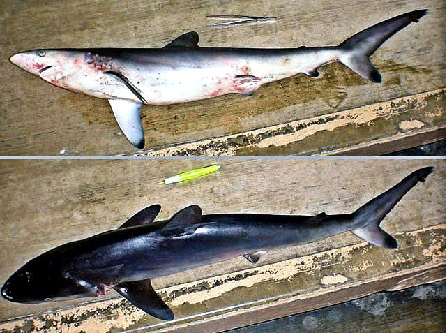 Carcharhinus-falciformis-_0010.jpg
