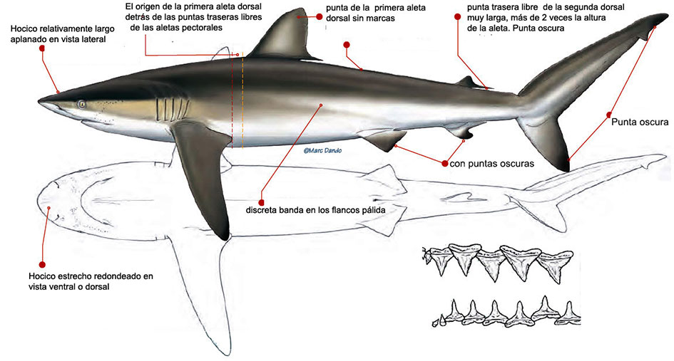 Carcharhinus-falciformis-_01.jpg