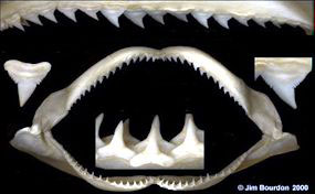 Carcharhinus-falciformis-_05.jpg