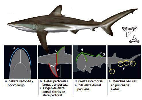Carcharhinus-falciformis-_09.jpg