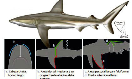 Carcharhinus-galapagensis_0121.jpg