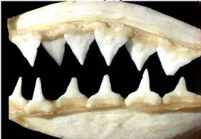 Carcharhinus-galapagensis_02.jpg