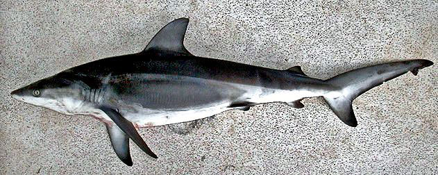 Carcharhinus-galapagensis_03.jpg