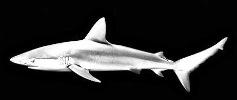 Carcharhinus-galapagensis_07.jpg