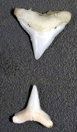 Carcharhinus-leucas-_01_bis.jpg