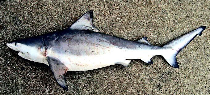 Carcharhinus-leucas-_02.jpg
