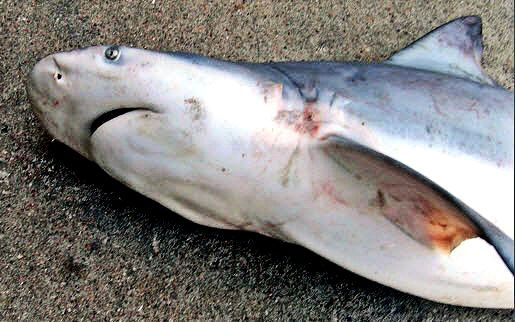 Carcharhinus-leucas-_02_231.jpg