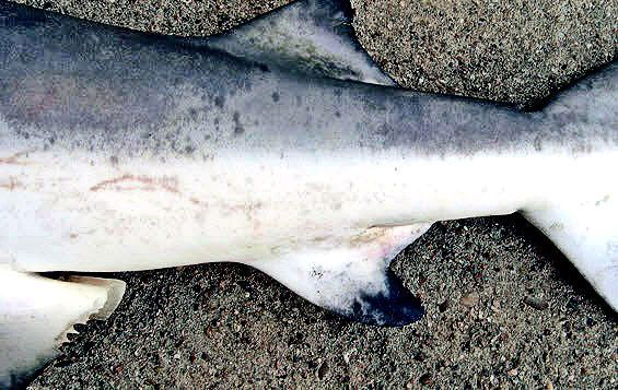 Carcharhinus-leucas-_02_bis.jpg
