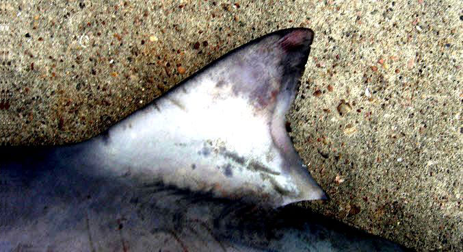 Carcharhinus-leucas-_03.jpg