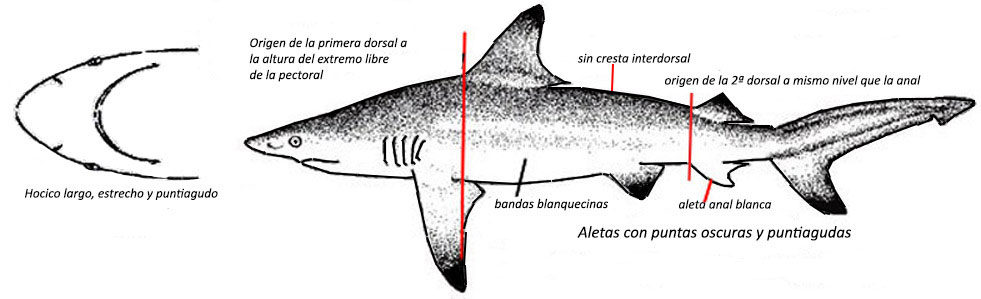 Carcharhinus-limbatus01.jpg