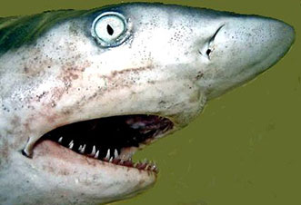 Carcharhinus-limbatus03.jpg