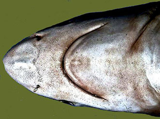 Carcharhinus-limbatus04.jpg