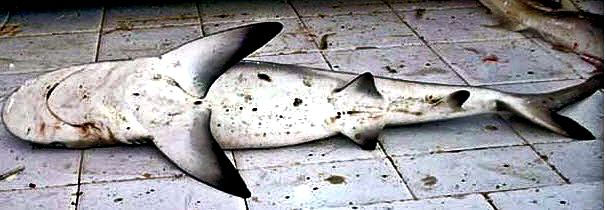 Carcharhinus-limbatus07.jpg