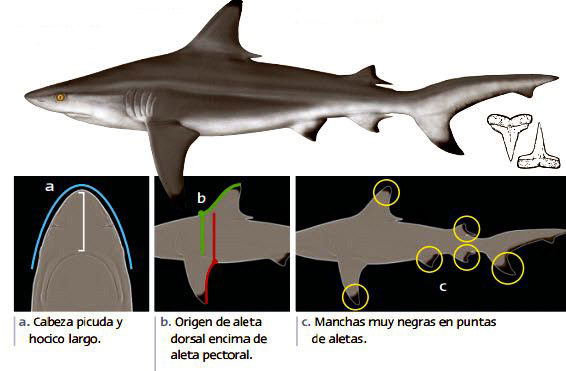 Carcharhinus-limbatus09.jpg