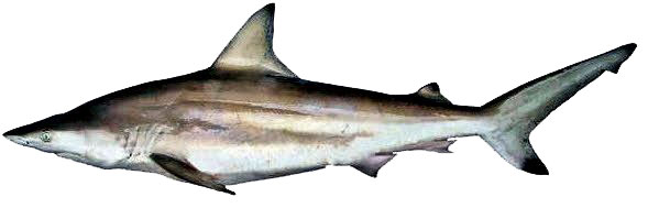 Carcharhinus-limbatus_0010.jpg