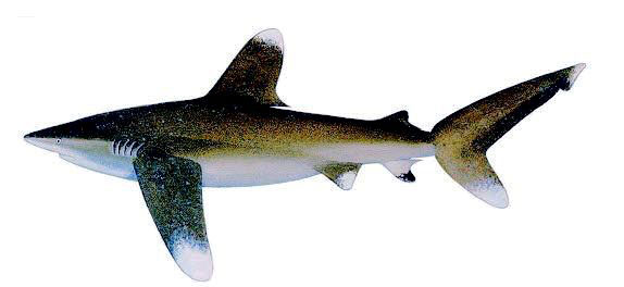 Carcharhinus-longimanus-_005.jpg