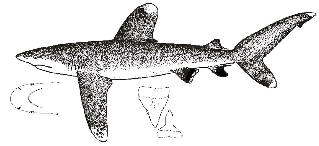 Carcharhinus-longimanus_01.jpg