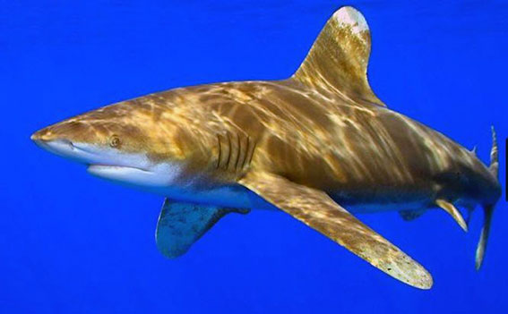 Carcharhinus-longimanus_010.jpg