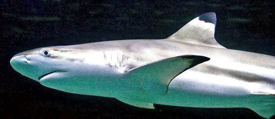 Carcharhinus-melanopterus_05.jpg