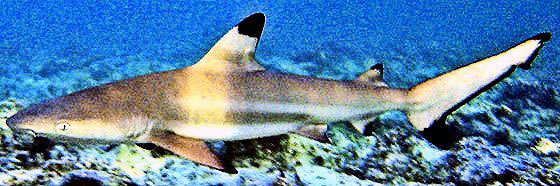 Carcharhinus-melanopterus_07.jpg