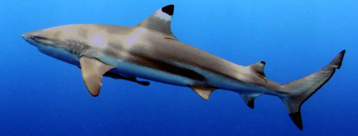 Carcharhinus-melanopterus_14.jpg