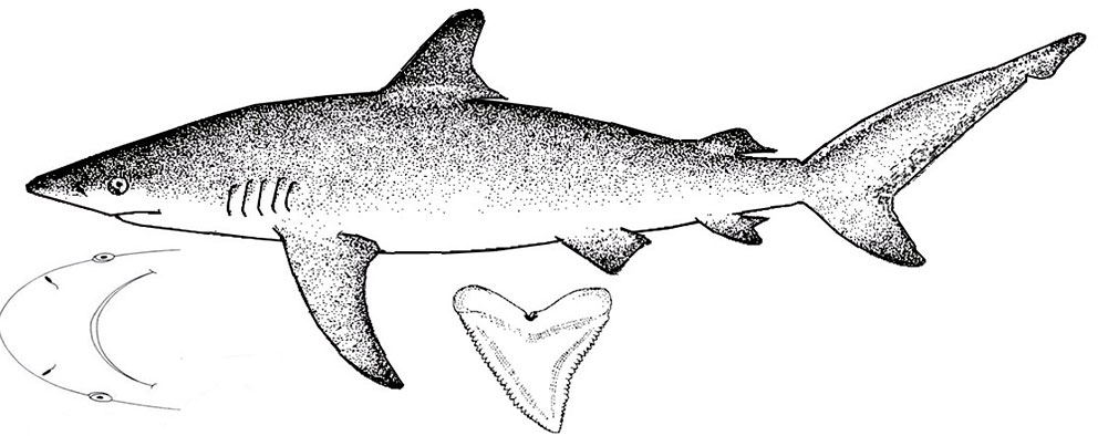 Carcharhinus-obscurus_00001.jpg