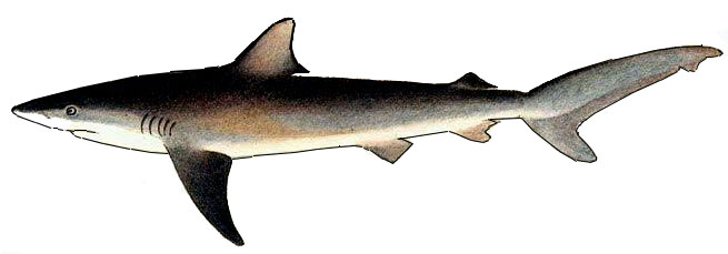 Carcharhinus-obscurus_05.jpg