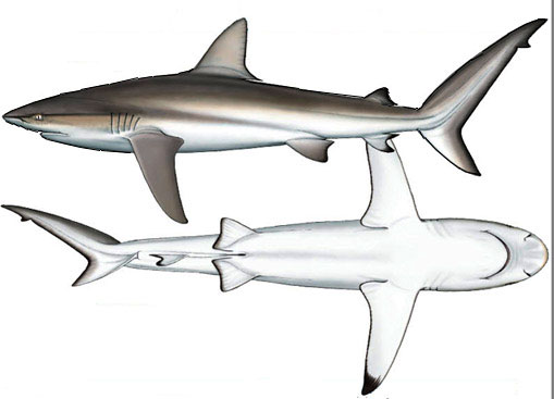 Carcharhinus-obscurus_09.jpg