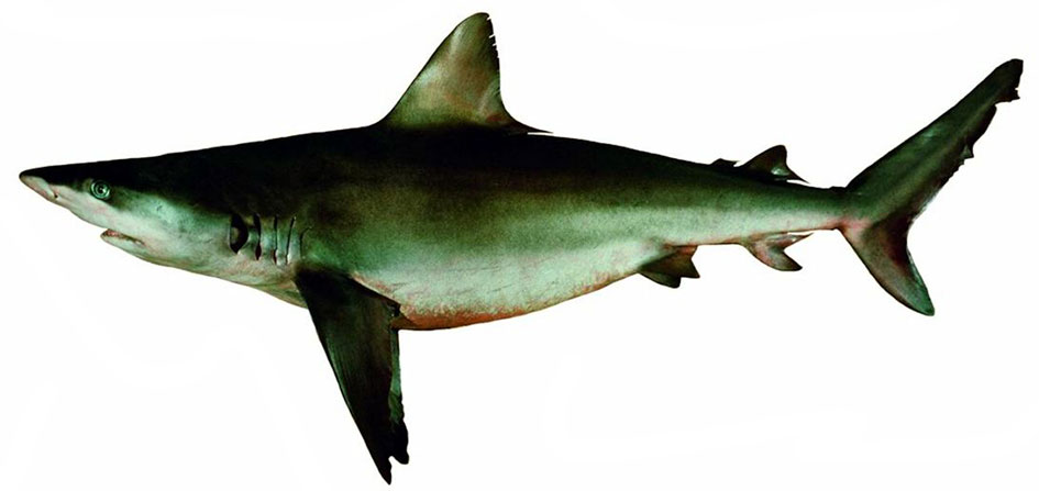 Carcharhinus-obscurus_10.jpg
