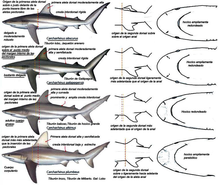 Carcharhinus-obscurus_12.jpg