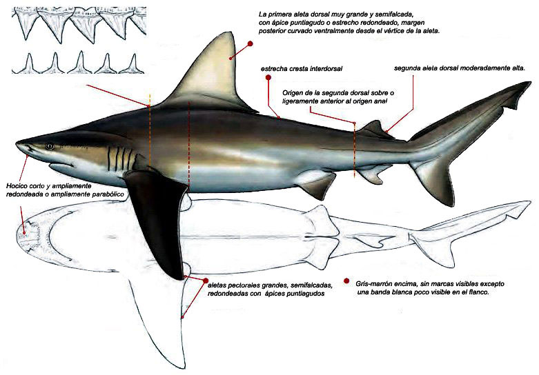 Carcharhinus-plumbeus-_03_bis.jpg