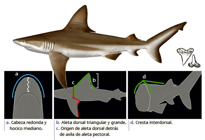 Carcharhinus-plumbeus_010.jpg