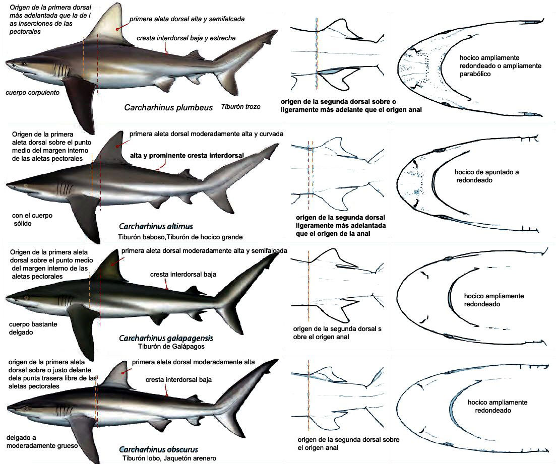 Carcharhinus-plumbeus_011.jpg