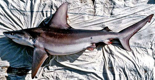 Carcharhinus-plumbeus_08.jpg
