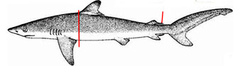 XC.falciformis.jpg