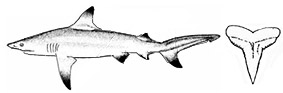 XC.limbatus.jpg