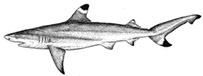 XC.melanopterus.jpg